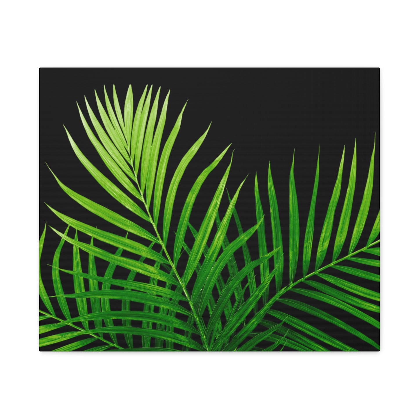 Tropical Leaf Matte Canvas Wall Art with a black background