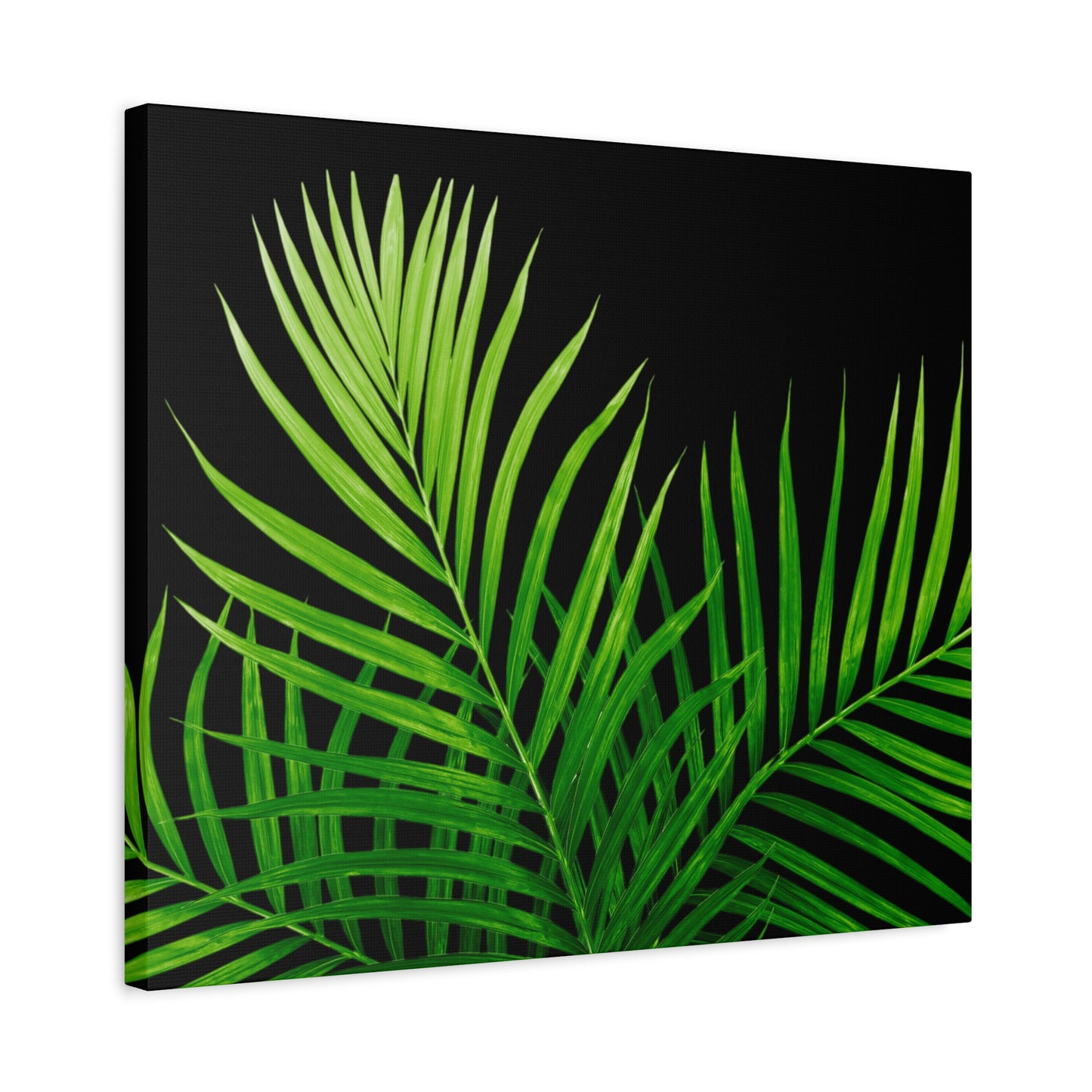 Tropical Leaf Matte Canvas Wall Art with a black background